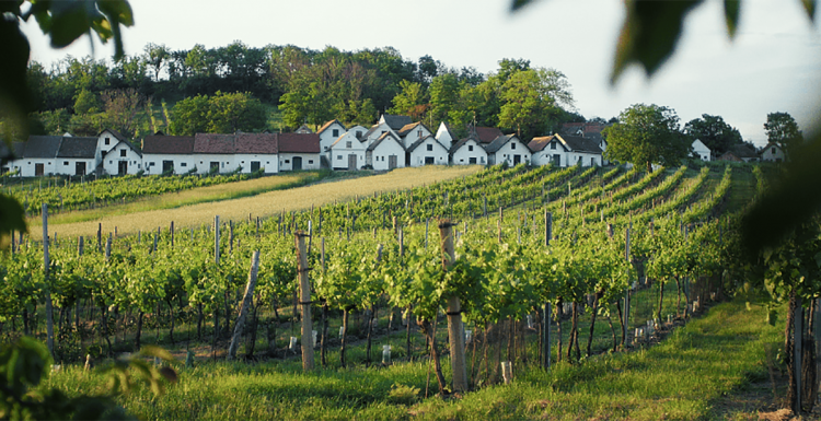 Foto: Weinviertel DAC