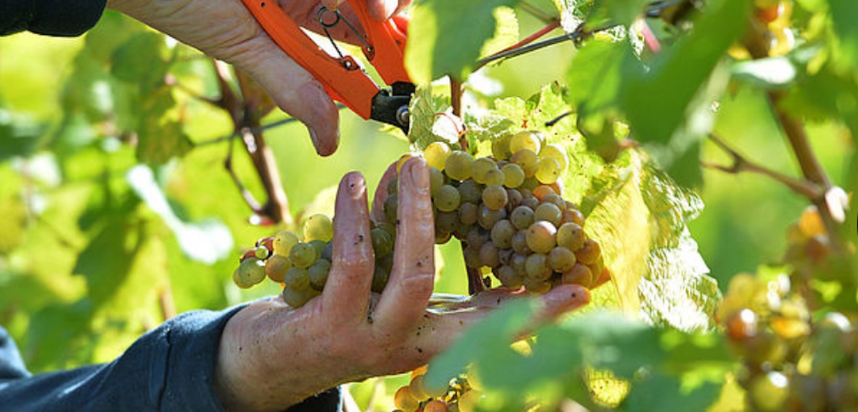 Der Weinjahrgang 2021 hat hierzulande gute Qualitäten und eine leicht unterdurchschnittliche Erntemenge hervorgebracht. Foto: DWI